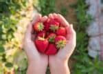 10 strawberry garden ideas 🍓 🌱 Cultivating a patch of sweet, sun ...