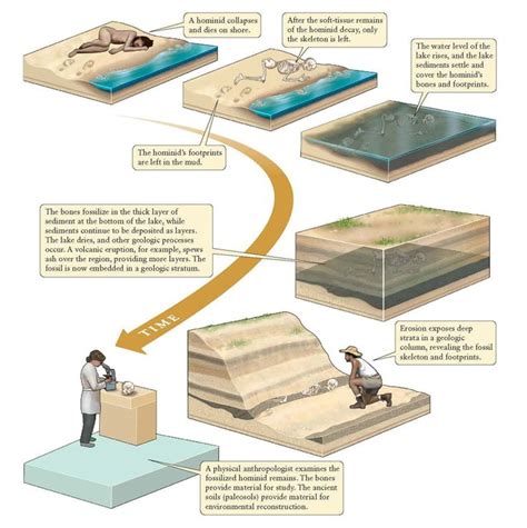 fossil formation diagram에 대한 이미지 검색결과 | Imagems