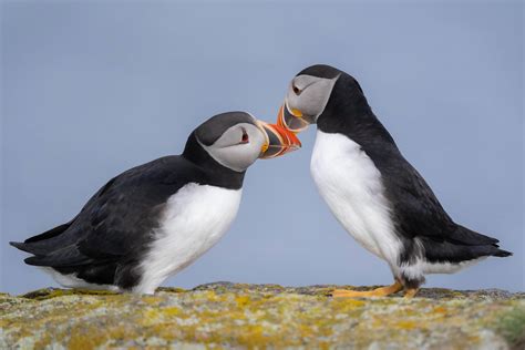 Atlantic Puffin | Beak touching is a show of affection | Jen Wong | Flickr