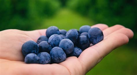 What innovations have been made to improve blueberry harvesting ...