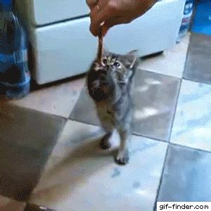 Hungry Kitten – Find and Share Funny Animated Gifs | Crazy cats, Cat ...