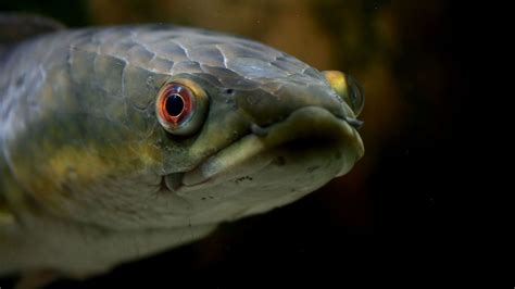 Invasive Snakehead Fish That Breathes Air Found In Georgia | Mental Floss