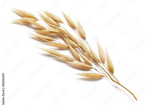 oat plant Stock Photo | Adobe Stock