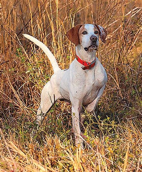 Pin by Kenneth Zweerink on Bird Dog's | Dogs, Hunting dogs, English pointer dog