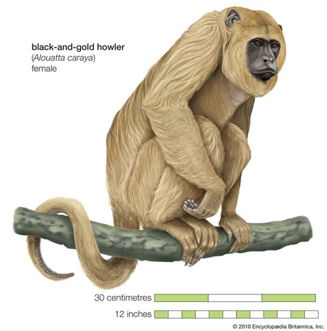 Howler monkey | Definition, Size, Diet, Habitat, & Facts | Britannica