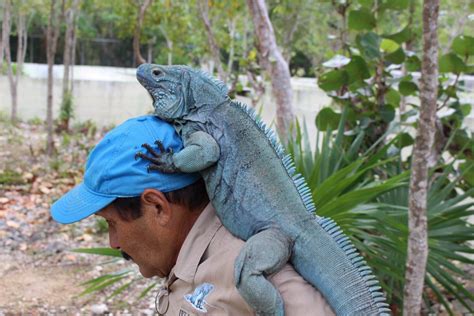 Pin on Caribbean Wildlife