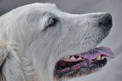 Free picture: nose, portrait, side view, white, cute, canine, dog, animal, nature, eye