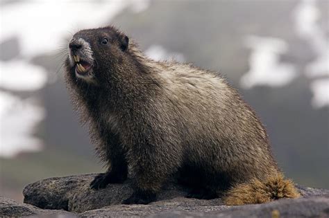 Hoary Marmot On A Rock Photograph by Bob Gibbons - Fine Art America