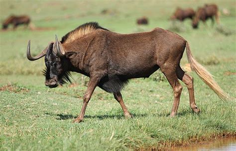 10 Wild-hearted Facts about Wildebeest - Fact City