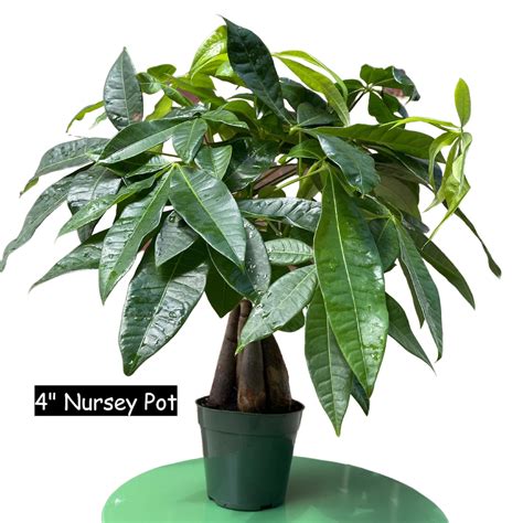 Lucky Money Tree Lucky Houseplant Easy Care Tall Indoor Live Plant Gift Indoor Plant Pet ...