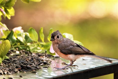 Young Tufted Titmouse On Table Free Stock Photo - Public Domain Pictures