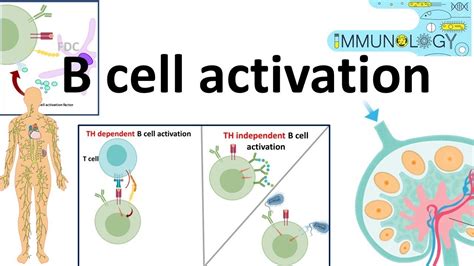 B cell activation - YouTube