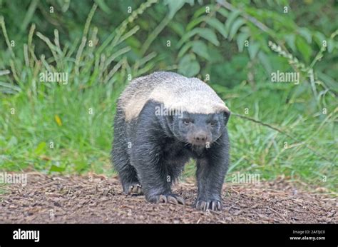 Honey Badger or Ratel Mellivora Capensis Africa Stock Photo - Alamy