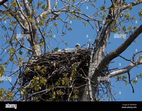 Baby Bald Eagle in Nest Stock Photo - Alamy