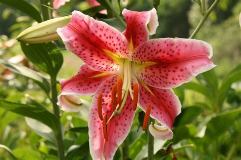 What Is An Oriental Lily: Learn About Growing Oriental Lily Plants