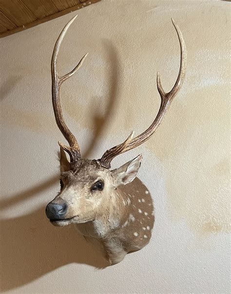 Beautiful Axis Deer Taxidermy Wall Mount Quality 50X30X30