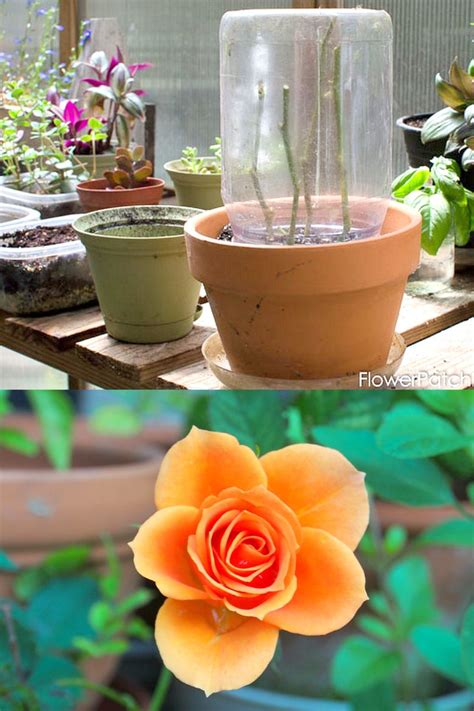 Grow Roses from Cuttings: 2 Best Ways to Propagate! - A Piece Of Rainbow