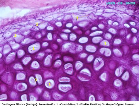 Microscopio Virtual Histoemb Tejido Cartilaginoso | The Best Porn Website