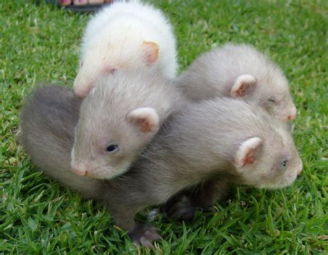 Ferret Babies on the Grass 2 by arlee on DeviantArt