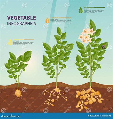 Potato Growth Stages Banner Vector Illustration | CartoonDealer.com #166727854