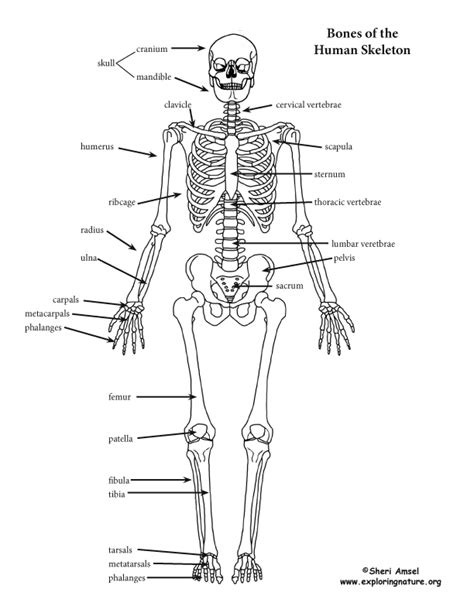 An Introduction to the Skeletal System