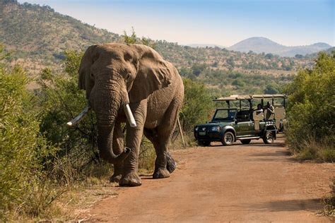 Full Day Pilanesberg National Park Safari 2023 - Johannesburg