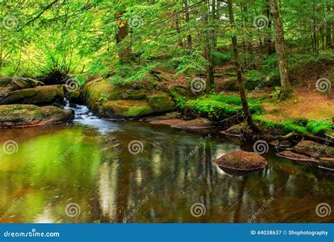 Peaceful Pond In A Forest Stock Photo - Image: 44038637