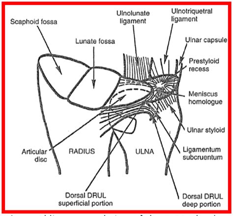 TFCC & Ulnar-side wrist injuries — Rayner & Smale