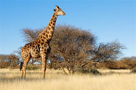 Giraffe in Natural Habitat - South Africa Stock Image - Image of mokala ...