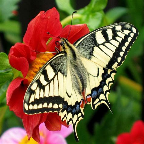 Difference Between Moth and Butterfly | Facts, Differences in Appearance, Behavior