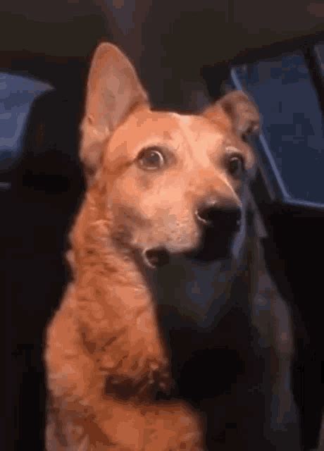 Nervous Dog GIFs | Tenor