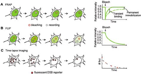 Live-cell imaging techniques for studying DNA repair. ( A ) FRAP. A... | Download Scientific Diagram