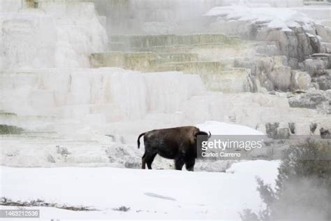 269 Mammoth Hot Springs Winter Stock Photos, High-Res Pictures, and Images - Getty Images