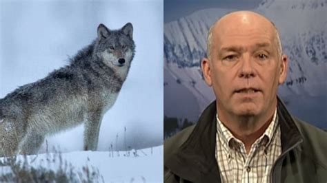 Montana Governor Greg Gianforte In Hot Water After Illegal Trapping Of ...