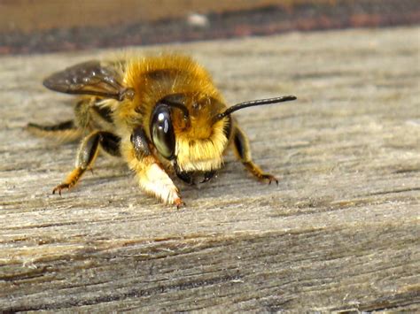 british solitary bee species - so cute! | Solitary bees, Bee, Honeycore aesthetic