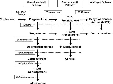 congenital adrenal hyperplasia‏ - بحث Google‏ | Congenital adrenal ...