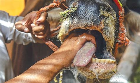 Foot-and-mouth disease outbreaks hit city’s dairy farms - Newspaper ...