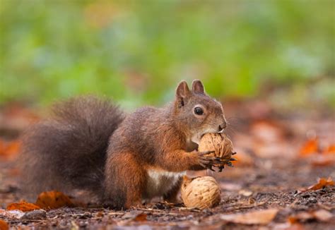 The Foragers Bible - Naming The Edible Wild Nuts