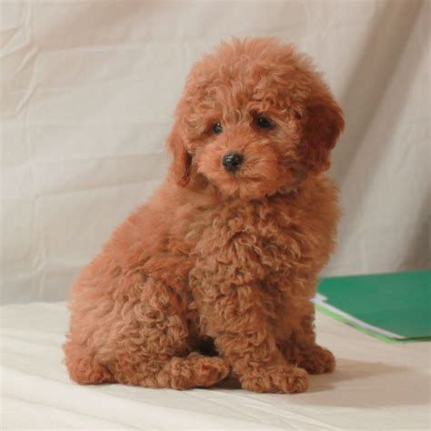 Mini Apricot poodle. AKC poodles. Scarlet's Fancy poodles. | Poodle ...