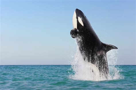 Orca Jumping Out Of Water Photograph by Martin Ruegner | Fine Art America