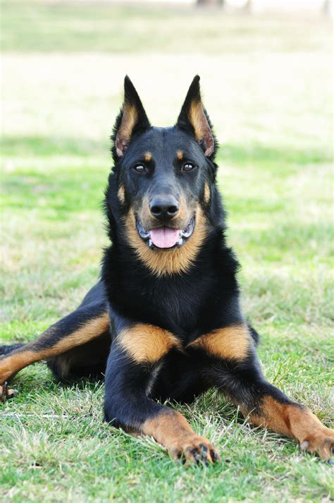 Beauceron, Bas rouge, berger de beauce, french shepherd, | Beautiful dogs, Beauceron, Doberman dogs