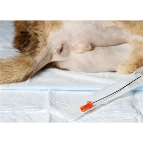 Vet Direct - Tom Cat Urinary Catheter 3.5fg/11cm*1