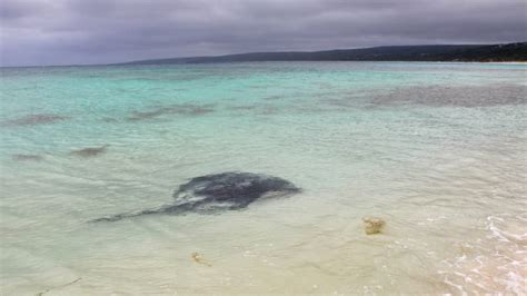 Ultimate Guide to the Hamelin Bay Stingrays | Perth Weekend