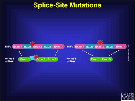 Splice site mutation - Wikiwand