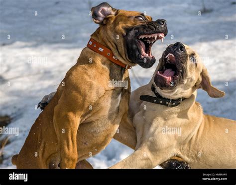 Dog Boerboel / Boerbull / South African Mastiff Stock Photo: 133212711 - Alamy