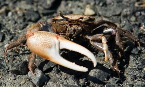 Fiddler Crabs