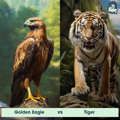 Golden Eagle vs Tiger: See Who Wins | Animal Matchup