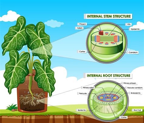 Diagram showing stem and root structure 1992757 Vector Art at Vecteezy