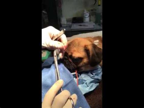 Helping a Pug breathe better. Nose surgery in a dog - YouTube