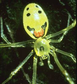 Happy-Face Spider - Hawaii Forest & Trail